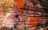img7