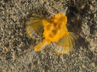 img25